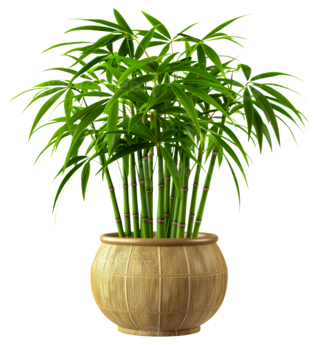 a-tall-bamboo-plant-is-in-a-large-pot-stock-png a-tall-bamboo-plant-is-in-a-large-pot-stock-png